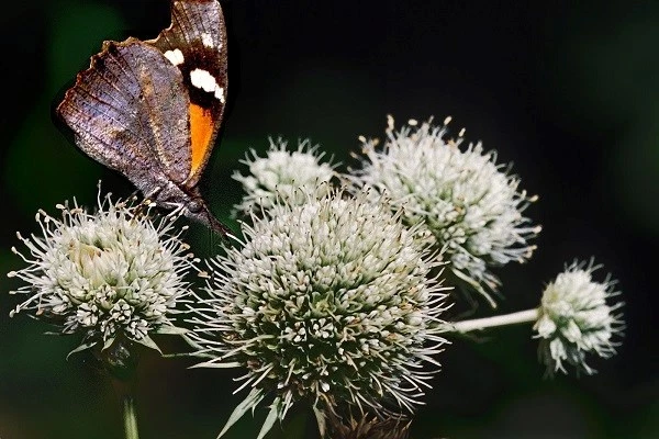 40+ ERYNGIUM YUCCIFOLIUM RATTLESNAKE MASTER  FLOWER SEEDS / Perennial Item image 2