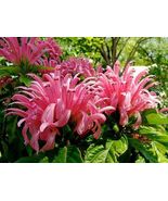 1 PINK FLAMINGO JUSTICIA CARNEA AKA as Brazilian Plume Jacobinia Starter... - £32.01 GBP