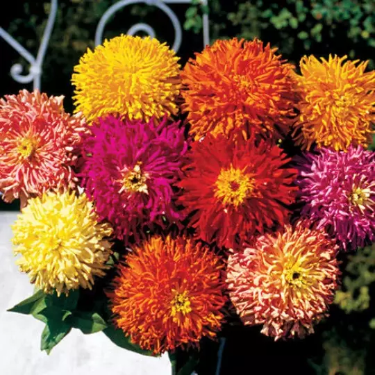 USA Seller FreshHuge Cactus Zinnia Giant Flower Heads Many Colors 25 Seeds - £10.16 GBP