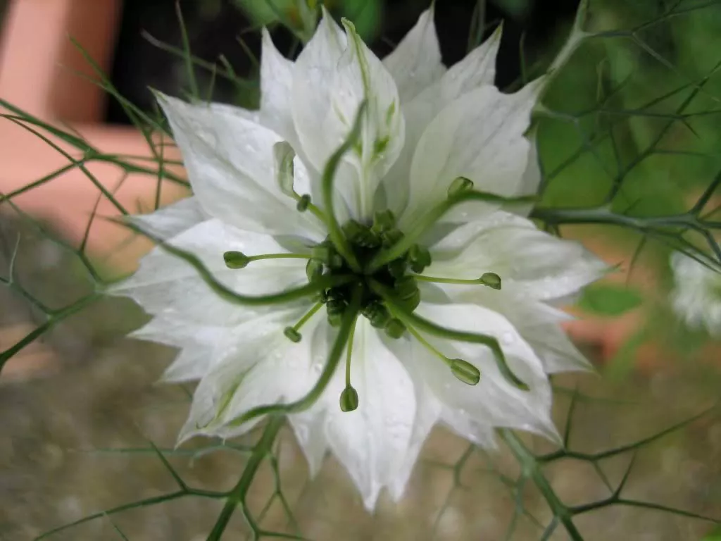 500 White Love In A Mist Nigella Damascena Flower Seeds Fresh Seeds - £12.65 GBP