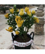 Bergamot Seeds Family Potted Plants Gold Buddha Hand Purify Air Fresh Seeds - $14.90