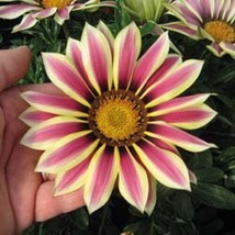 30+ Gazania New Day Rose Stripe Flower Seeds Drought Tolerant Reseeding Annual - £8.07 GBP