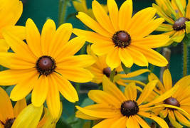 Black Eyed Susan 1000 - 160K Seeds Rudbeckia Hirta Yellow Wildflower Beautifulv - £1.38 GBP+