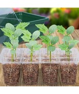 Transparent Covered Seed Starting Tray for Optimal Plant Growth - $15.49