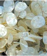 MX Money Plant Seeds Hardy Perennial 15 Seeds Great For Crafts Bulk Seed - $205.83 MXN