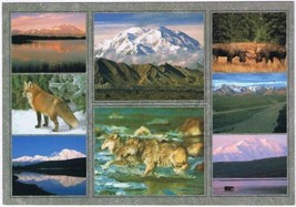 Postcard Animals &amp; Mountains Denali National Park Alaska - £3.13 GBP
