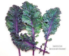 Kale Red Russian HEIRLOOM 100+ Seeds Premium 100% Organic Non GMO Grown In USA - £3.20 GBP