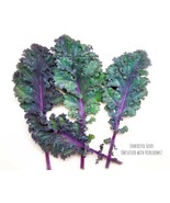 Kale Red Russian HEIRLOOM 100+ Seeds Premium 100% Organic Non GMO Grown ... - £3.12 GBP