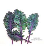 Kale Red Russian HEIRLOOM 100+ Seeds Premium 100% Organic Non GMO Grown ... - $3.99