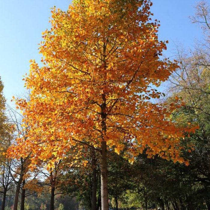 Tulip Poplar Quart Pot USA Gardening Fast Shipping - $41.98