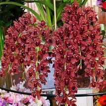 Dark Red Chinese Cymbidium Orchid, 100 SEEDS D - $14.35