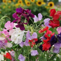 New Fresh USA Seller Sweet Pea Mix Not 20 Seeds - $9.98