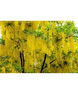 10 Golden Chain Tree Goldenchain Laburnum Anagyroides Bulk Seeds - $16.48 CAD