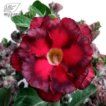 Fresh Seeds Duet Adenium Desert Rose Seeds 2Pcs 2 Layer Petals Red Dark Red Peta - £11.52 GBP