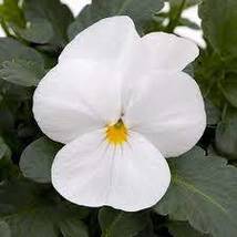 30 White Perfection Viola Seeds Flower Shade Perennial - £14.35 GBP