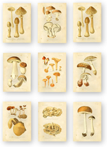 Vintage Botanical Prints | Edible Mushrooms by Ink Inc. | Mushroom Wall Art | Se - £14.93 GBP