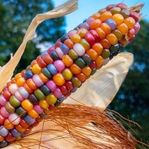 25+ Glass Gem Indian Corn Seeds For Planting Beautiful And Vibrant! Organic - £5.90 GBP