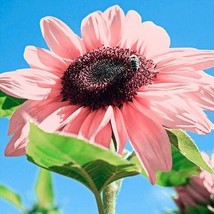 Yuga89 Store 20 Seeds Pink Sunflowers Rare Planting Sunflower Garden Bonsai Flow - £5.83 GBP