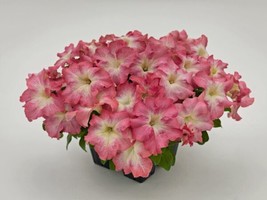 50 Pelleted Seeds Success HD Salmon Morn Petunia Seeds - £23.06 GBP