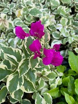 Vera Variegata Purple Bougainvillea Small Well Rooted Starter Plant Beautiful Ga - $41.98