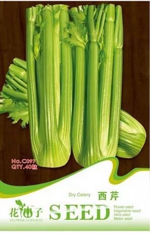 40 PCS Seeds Tall Utah Celery Apium Graveolens Vegetable Item image 4