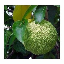 6 Pcs Osage Orange Monkey Balls Horse Apple Seeds #MNHG - £14.78 GBP