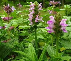 Catmint- Pink- 10 Seeds Tera Store - £4.71 GBP