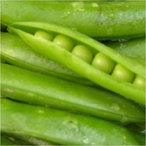 Sugar Snap Sweet Pea Seeds 25 Count~Super Sweet~Nongmo~ViningFrom US  - £6.58 GBP