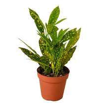 4&quot; Pot - Croton Gold Dust - Houseplant - Living room - Gardening - FREE SHIP - $40.99