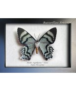 Green Blue Alcides Agathyrsus Teal Moth Framed Entomology Collectible Sh... - £58.71 GBP