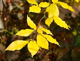 American Yellowwood (Cladrastis lutea) Fragrant, White Flowers - Attract... - $44.33 CAD+