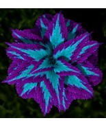 Blue &amp; Purple Coleus Flowers Easy To Grow Garden Plant 25+ seeds - £7.28 GBP