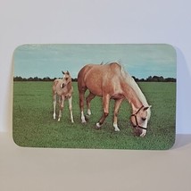 Vintage Postcard Horses Palomino Beauties Mare With Colt Rounded Corners  - $6.92