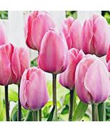 5 or 10 Tulip Darwin Hybrid Van Ejik Tulips,  BULBS FROM HOLLAND. - €11,80 EUR+