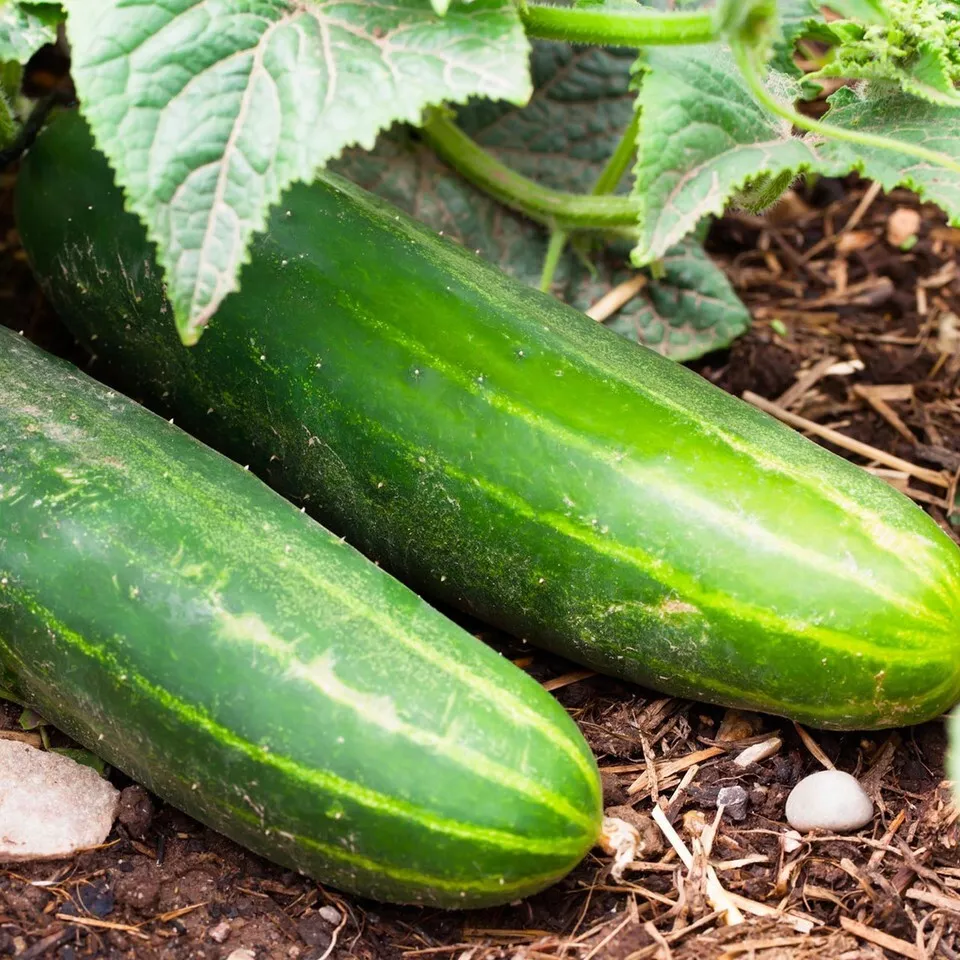 SYST 25 Seeds Ashley Long Cucumber Non Gmo Seed Catalog Home Garden  - £7.24 GBP