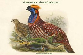 Ceriornis Temminickii - Temmnick&#39;s Horned Pheasant by John Gould - Art Print - £17.57 GBP+