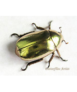 Chrysina Plusiotis Resplendens Real Beetle Looks 24K Gold Framed Shadowbox - $205.31 CAD