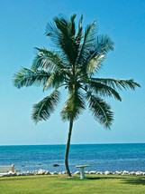 Hawaiian Coconut Green @@ Coco Plant Palm Tree Cocos Nucifera Seeds, 1 Live Seed - £13.30 GBP