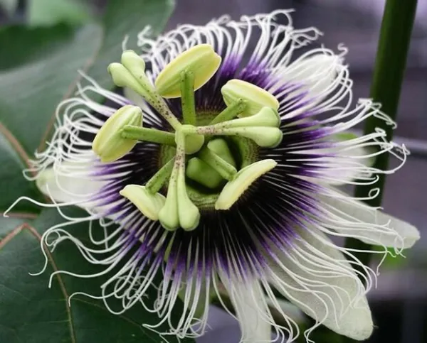 Fresh Passiflora Edulis Tango 5 Seeds Garden - £21.42 GBP