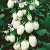 50+ Japanese rare heirloom eggplant kyoto egg-shape Cà Pháo trắng seeds -2023 - £3.89 GBP