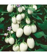 50+ Japanese rare heirloom eggplant kyoto egg-shape Cà Pháo trắng seeds ... - £3.84 GBP