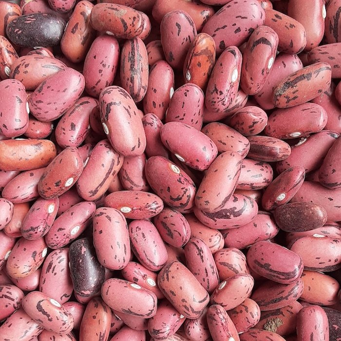 Organic Rosso Di Lucca Bean Fast Shipping