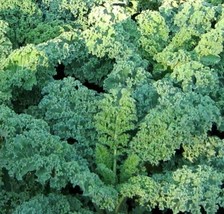 Kale Seeds 500 Dwarf Blue Cur Vegetable Greens Salad Fresh Seeds Gardening USA - £7.30 GBP