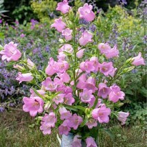 Canterbury Bells Pink 100 Seeds Free Shipping - $4.00