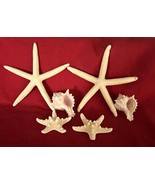 6 Assorted Decor Seashells 2 Finger Starfish 2 Murex Seashells 2 Knobby ... - $111.01 MXN