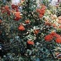 5 Pyracantha Coccinea Firethorn Shrub Seeds For Planting   - £14.64 GBP