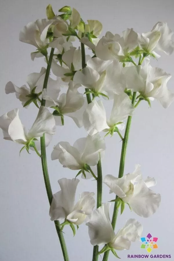 50+ New Aphrodite Sweet Pea Seeds for Garden Planting  - $4.88