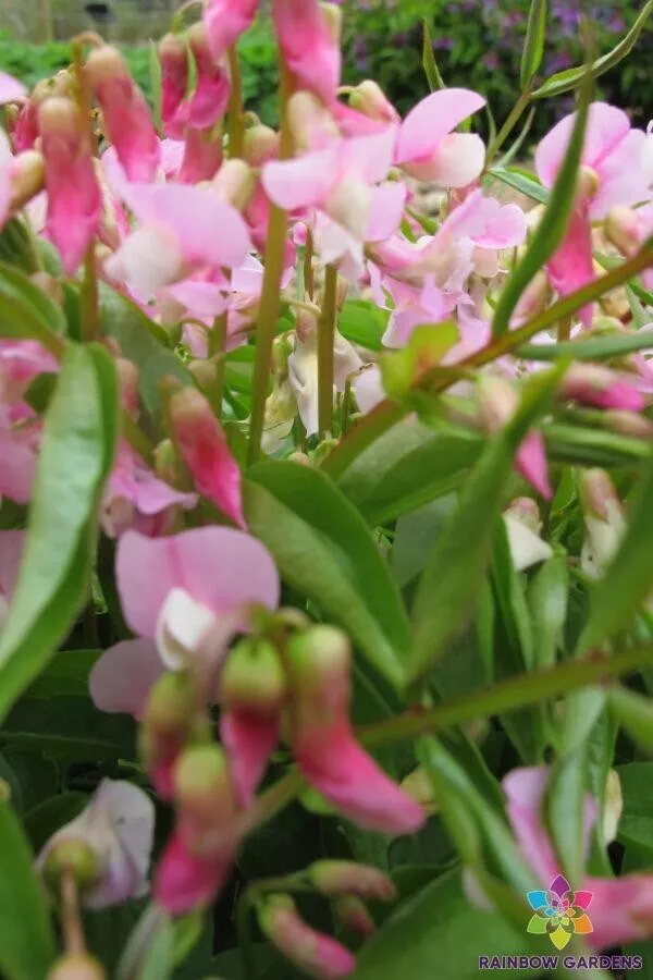 KingStore 50 Lathyrus Vernus AlboRoseus Perennial Sweet Pea Planting Seeds - $11.36