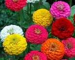 Zinnia Lilliput Flower Seeds 200 Mixed Colors Annual Reds Pinks Fast Shi... - $8.99
