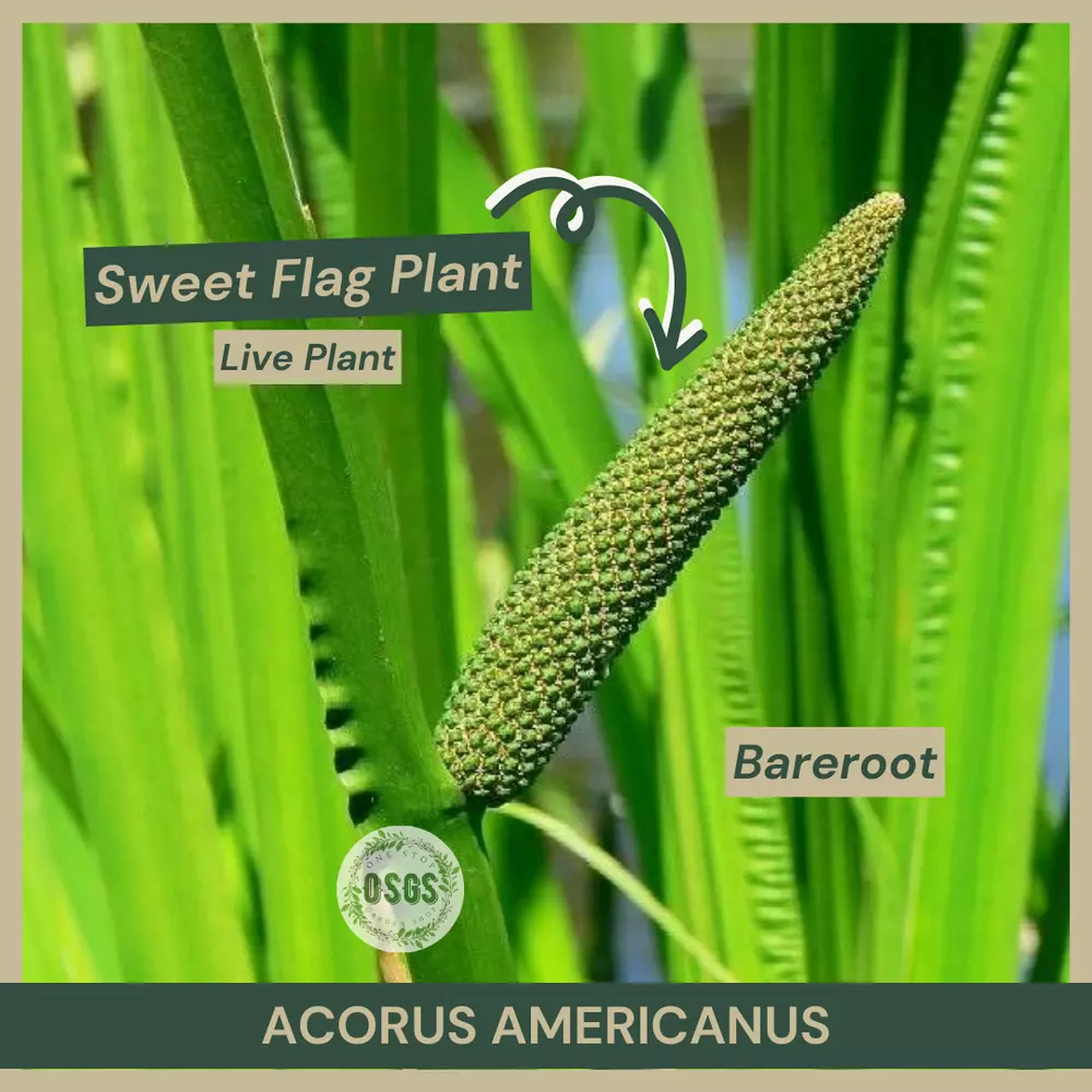 Bareroot Acorus americanus Sweet Flag Plant Plant Medicinal Uses - £12.97 GBP